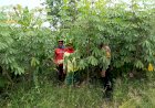 Dukung-Ketahanan-Pangan,-Polsek-Balongbendo-Masif-Turun-ke-Warga