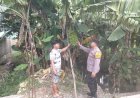 Kapolsek-Sukodono-Dampingi-Warga-Kelola-Lahan-P2B-di-Desa-Pekarungan