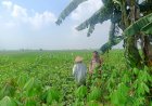 Polsek-Krembung-Dukung-Ketahanan-Pangan-Lewat-Pendampingan-Tanaman-Kacang-Hijau-di-Desa-Waung