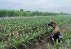 Kapolsek-Tarik-Dampingi-Petani-Cegah-Gagal-Panen