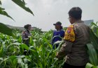 Bhabinkamtibmas-Polsek-Waru-Pantau-Pertumbuhan-Jagung-di-Bungurasih,-Dukung-Swasembada-Pangan-Nasional