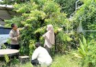 Polsek-Waru-Masifkan-Peran-Bhabinkamtibmas-Cek-Perkembangan-Tanaman-Ketahanan-Pangan