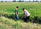 Polisi-Sambang-Desa-Wujudkan-Swasembada-Pangan,-Dukung-Petani-Padi-Panen-Berhasil