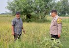 Tanah-Desa-Kragan-Dimanfaatkan-untuk-Ketahanan-Pangan,-Kapolsek-Gedangan-Turunkan-Bhabinkamtibmas-Untuk-Pendampingan
