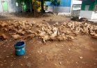 Cek-Peternakan-Bebek,-Bhabinkamtibmas-Desa-Glagaharum-Turun-Langsung-Sukseskan-Ketahanan-Pangan
