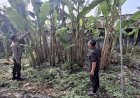 Bhabinkamtibmas-Imbau-Warga-Untuk-Swasembada-Pangan
