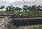 Dukung-Ketahanan-Pangan,-Polsek-Krian-Polresta-Sidoarjo-Pantau-Lahan-Jagung-Ponpes-Al-Amanah-Junwangi