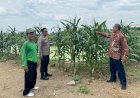 Polresta-Sidoarjo-Optimalkan-Swasembada-Pangan,-Dampingi-Petani-Jagung-di-Krembung