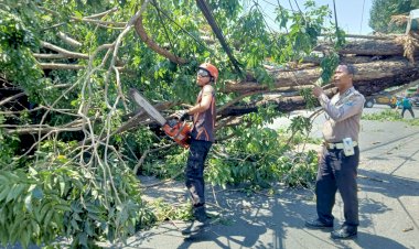 Gotong-Royong-Evakuasi-Pohon-Tumbang-Menghambat-Arus-Lalin-Raya-Kebonagung-Sukodono