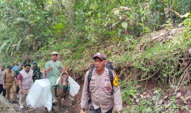 Penuh-Perjuangan,-Petugas-Distribusikan-Logistik-Pilkada-Menggunakan-Kuda-ke-TPS-Terpencil-di-Jember
