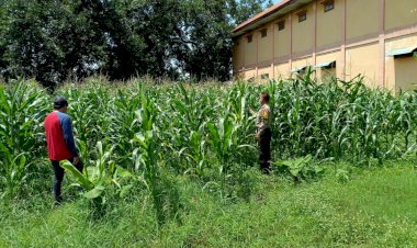 Polsek-Balongbendo-Dampingi-Warga-Kelola-Jagung