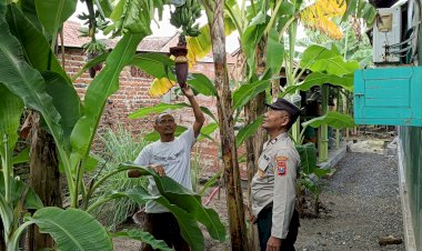 Warga-Desa-Wonocolo-Ubah-Lahan-Kosong-Jadi-Kebun-Pisang,-Kapolsek-Taman-Beri-Apresiasi