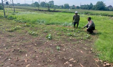 Bhabinkamtibmas-Desa-Panggreh-Tinjau-Lahan-Sayuran-Untuk-Dukung-Ketahanan-Pangan