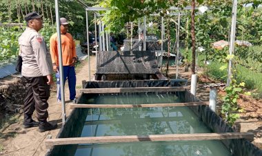 Bhabinkamtibmas-Desa-Lajuk-Apresiasi-Keberhasilan-Warga-dalam-Budidaya-Timun-Mas-dan-Anggur