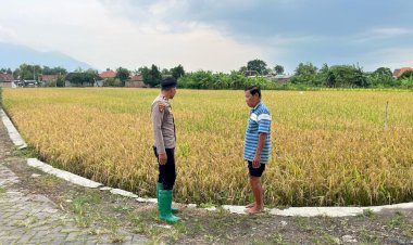 Polsek-Krembung-Dampingi-Perawatan-Lahan-Padi-Demi-Ketahanan-Pangan-di-Desa-Kandangan