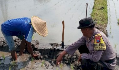 Polisi-Cinta-Petani-di-Balongbendo-Kompak-Cek-Lahan-Padi-untuk-Ketahanan-Pangan-Polresta-Sidoarjo