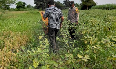 Wujud-Polisi-Cinta-Petani,-Bhabinkamtibmas-Tinjau-Lahan-Terong-untuk-Ketahanan-Pangan-Bergizi-di-Kedondong