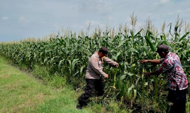 Bhabinkamtibmas-Tinjau-Lahan-Jagung-di-Pangkemiri