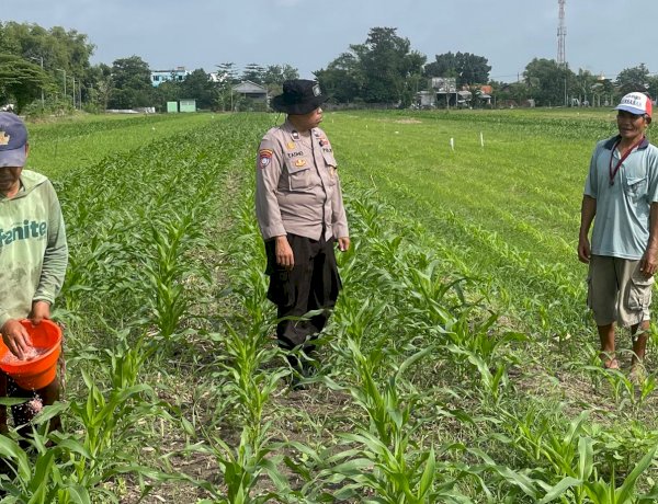 Polisi Dampingi Poktan Budi Luhur Kelola Jagung